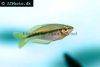 Black banded rainbowfish, picture 4