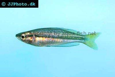 Black banded rainbowfish - Melanotaenia nigrans