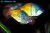 Boesemani rainbowfish, picture 1