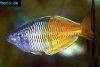 Boesemani rainbowfish, picture 3