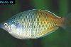 Boesemani rainbowfish, picture 4