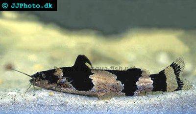 Bumblebee catfish - Microglanis iheringi