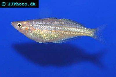 Dority’s rainbowfish - Glossolepis dorityi