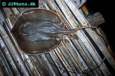 Freshwater stingray - Himantura signifer
