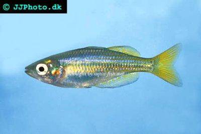 Inornate rainbowfish - Melanotaenia splendida inornata