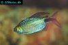 Longfin tetra, picture 1