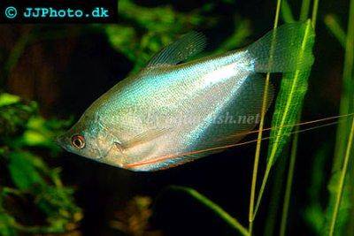 Mondschein Fadenfisch - Trichogaster microlepis