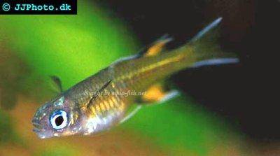 Pacific blue-eye - Pseudomugil signifer