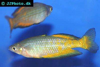 Parkinsoni rainbowfish - Melanotaenia parkinsoni