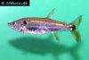Red-tail barracuda, picture 2