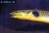 Ropefish, picture 3