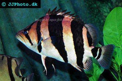 Siamese tiger datnoid - Datnioides microlepis