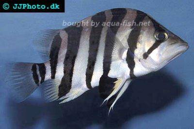 Vielgestreifter Tigerfisch - Datnioides polota