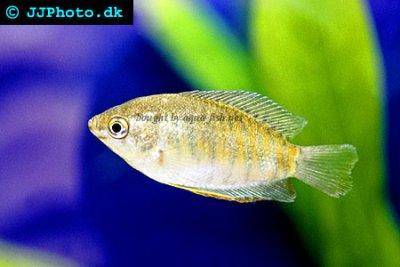 Wulstlippiger Fadenfisch - Trichogaster labiosus