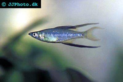 Iriatherina werneri - Threadfin rainbowfish