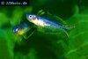 Forktail rainbowfish, picture 1