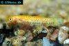 Lyretail killifish, picture 5