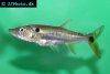 Red-tail barracuda, picture 1
