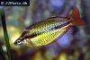 Regal rainbowfish, picture 2