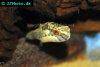 Striped red-eye puffer, picture 2