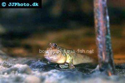 Bahenná skákavá ryba - Periophthalmus barbarus
