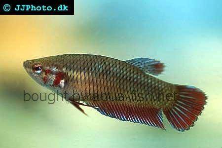 betta-fish-female-1.jpg