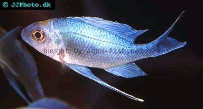 Blue goldtip cichlid - Ophthalmotilapia ventralis