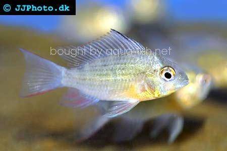 Bolivian ram - Mikrogeophagus