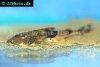 Crocodile catfish picture 1