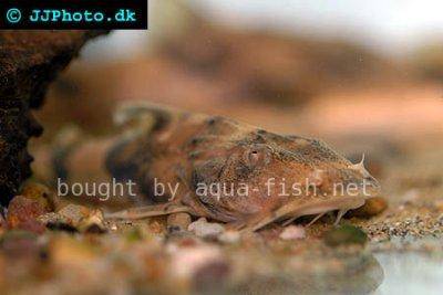 Crocodile catfish - Bagarius suchus