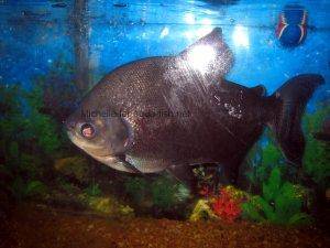 Pacu fish, picture 3