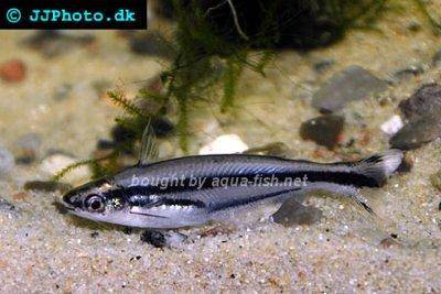 Three striped african glass catfish - Pareutropius buffei