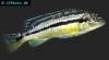 Melanochromis auratus - Malawi golden cichlid