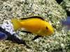 Labidochromis caeruleus - Electric yellow cichlid