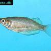 Rotgestreifter Regenbogenfisch - Melanotaenia splendida rubrostriata