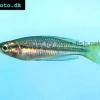 Großer Regenbogenfisch - Melanotaenia nigrans
