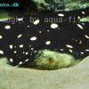 Yellowspotted river stingray - Potamotrygon leopoldi