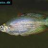 Kap York-Regenbogenfisch - Melanotaenia splendida splendida