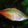 Blehers Regenbogenfisch - Chilatherina bleheri