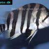 Vielgestreifter Tigerfisch - Datnioides polota