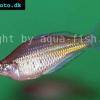 Ramu-Regenbogenfisch - Glossolepis ramuensis