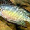 Wüstenregenbogenfisch - Melanotaenia splendida tatei