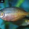 Irian Jaya-Regenbogenfisch - Melanotaenia irianjaya