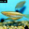 Schlanker Regenbogenfisch - Melanotaenia gracilis