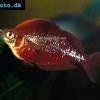 Kammschuppen-Regenbogenfisch - Glossolepis incisus
