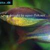 Juwelen Regenbogenfisch - Melanotaenia trifasciata