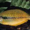 Yakati-Regenbogenfisch - Melanotaenia angfa