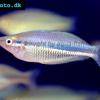 Nördlicher Regenbogenfisch - Melanotaenia affinis