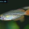 Zwergregenbogenfisch - Melanotaenia maccullochi