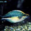 Aquamarin-Regenbogenfisch - Melanotaenia lacustris